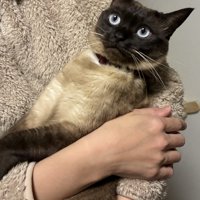 抱っこされている猫
