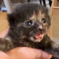 手の中で暴れる小梅ちゃん2