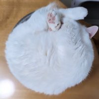 丸まって寝る猫