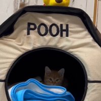 猫ハウスに入った子猫