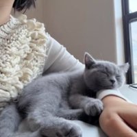 添い寝している猫