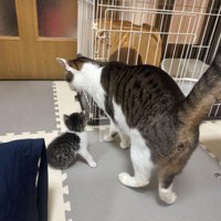 先住猫と保護された子猫