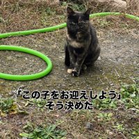 外で座る猫