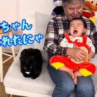 とられたにゃ