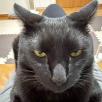 飼い主のお腹に座り込んで睨む黒猫