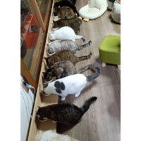 ご飯を食べる猫たち