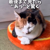 ベッドの上で目を瞑る猫