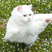 蝶を狙うポムちゃん