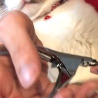 ラグドールの爪切りをする飼い主