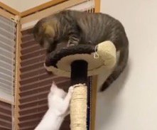 子猫に前足を伸ばす姉猫
