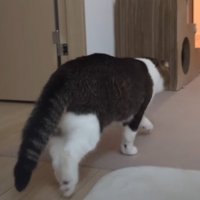 玄関に向かう猫