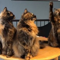 おもちゃに手を伸ばす短毛のサビ猫