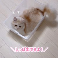 ケースに入る猫