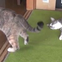 立ち去る左の猫とそれを横になりながら見つめる右の猫