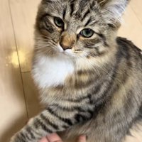 カメラの方を向いてお手をする猫