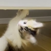 タグにぶら下がりながら手前側を向く猫