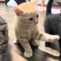 みんなで猫じゃらし