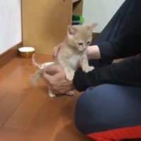 飼い主に撫でられている子猫