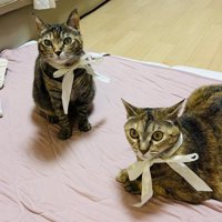 リボンを首に巻いておめかしした2匹の猫