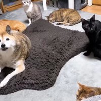 こちらを見るリキくんと5匹の猫さん