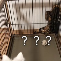 逆さまで挟まる猫