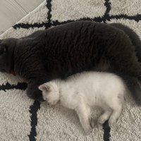 横向きで寝る猫（上）と子猫（下）