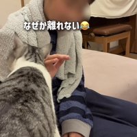 長男くんに擦り寄る保護猫
