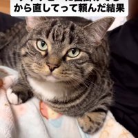 こちらを見つめる猫