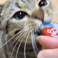 おやつを食べる猫の写真1