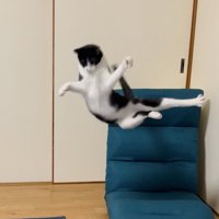 体を仰け反らせて宙に浮くハチワレ猫