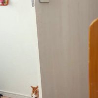 部屋に入ってくる猫