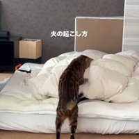 飼い主を起こしている猫