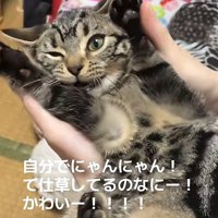 両前足を上げながら右目をつむっている猫
