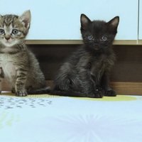 お座りする2匹の子猫