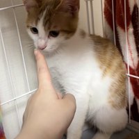 茶白猫の鼻先に人の指を近づけている