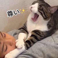 あくびする猫