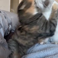 飛びつく先輩猫