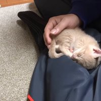 人のひざの上で寝る子猫