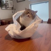 室内にいる猫