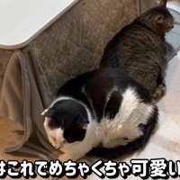 こたつの掛布団に寝ている猫