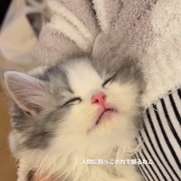 目を閉じて気持ちよさそうに眠るてん君