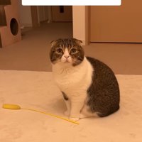 見つめる猫
