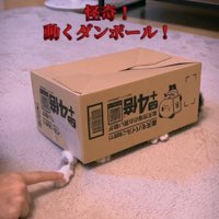 段ボール箱の下から手を出して遊ぶ猫