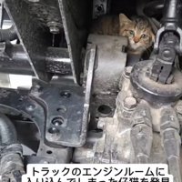 エンジンルームの奥にいる子猫