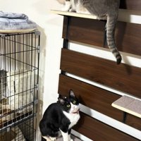 室内で遊ぶ2匹の猫