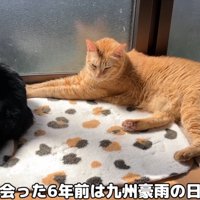 絨毯の上にねそべっている猫