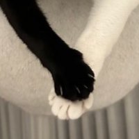 ハンモックにいる猫たち