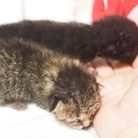 2匹の生まれて間もない子猫