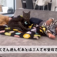 寄り添う猫