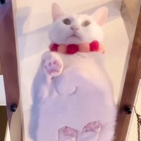 キャットウォークに座る猫